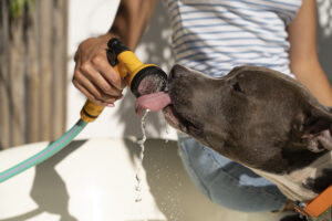 picture of dog drinking water